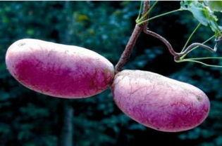 胰头癌可以吃八月瓜吗,八月瓜的适宜性探讨