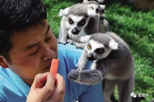 吃瓜几人组动物,揭秘动物界的“八卦”圈