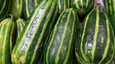 减肥可以吃梢瓜么,健康美味两不误