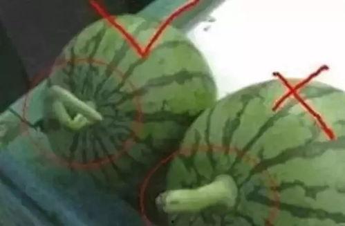 吃瓜群众怎么挑西瓜,如何挑选美味西瓜