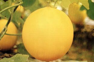 桐乡吃瓜事件,一场网络热议背后的真相与反思