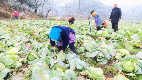 哈喇河镇吃瓜,夏日美食之旅