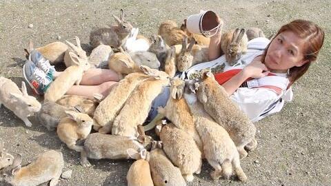 小兔吃瓜兔子岛,一场欢乐的岛国之旅