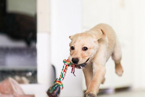 狗狗只吃瓜不吃饭,狗狗偏爱瓜果，对主食却无感