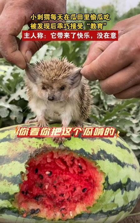 动物在吃瓜,动物们的美食探索之旅