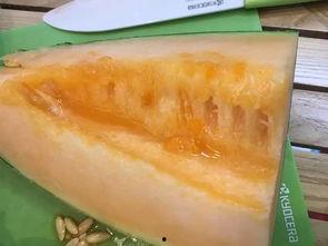 柳州学院吃瓜,校园吃瓜文化盛行，揭秘校园生活趣味瞬间