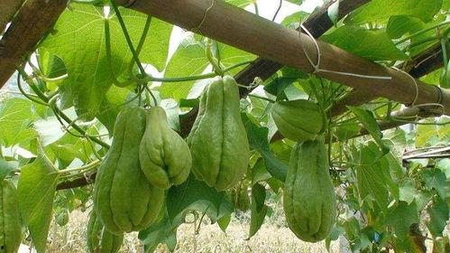 儿子吃佛手瓜,开启健康美味新篇章