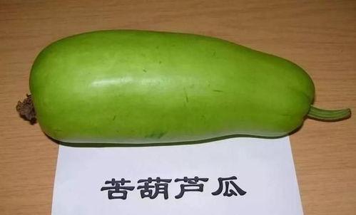 苦味瓜可以吃吗,揭秘其可食用之谜